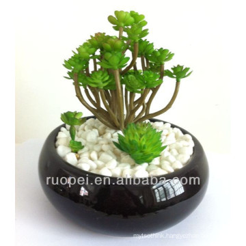 Decorative Mini succulent plants bonsai home decor